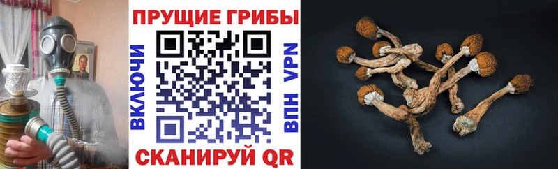 Галлюциногенные грибы MAGIC MUSHROOMS  кракен как зайти  Киров 
